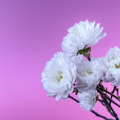 Fototapeta premium Elegant White Chrysanthemum Flowers on Purple Background