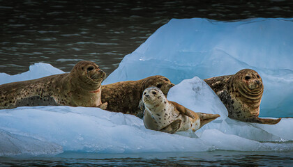 Seals on floating ice from glacier in Kenai Fjords National Park in Seward, Alaska