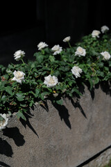 Flowers and plants decoration wall for party event decorations in the private house