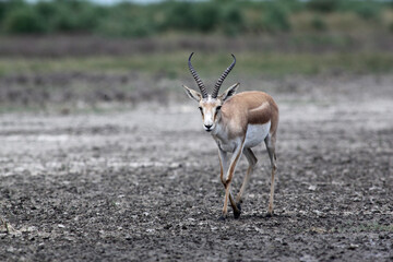 Gazelles have come to the waterhole to drink. Even-toed mammals, Azerbaijan.