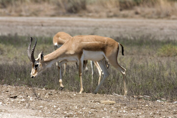 Gazelle grazing among dry grass in a desert area. Even-toed mammals, Azerbaijan.