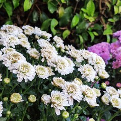 Fototapeta premium white flowers