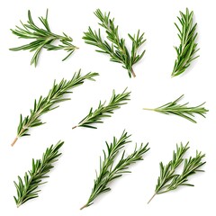 Obraz premium Set with fresh rosemary isolated on white background