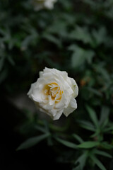 isolated flower with green leaves background blurred
