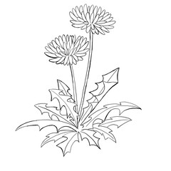 たんぽぽの線画イラスト