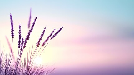 Lavender sunset field, peaceful nature scene, calm summer evening, idyllic background for wellness design