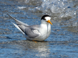 Australian Fairy Tern (Sterna nereis) in Australia