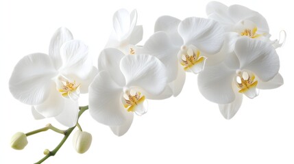 Elegant White Phalaenopsis Orchids Blooming Beautifully