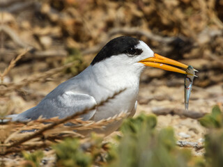 Australian Fairy Tern (Sterna nereis) in Australia