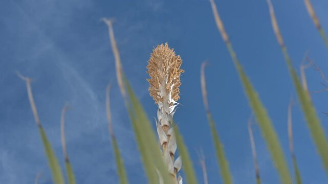 Quiote de dasylirion, planta par destilar sotol