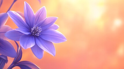Fototapeta premium Delicate Purple Flower Blossom in Soft Sunrise Light