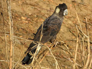 Carnaby's Black-Cockatoo (Zanda latirostris) in Australia