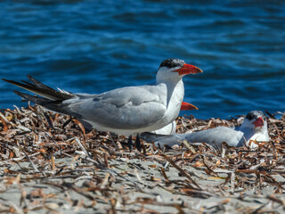 Caspian Tern	(Sterna caspia) in Australia