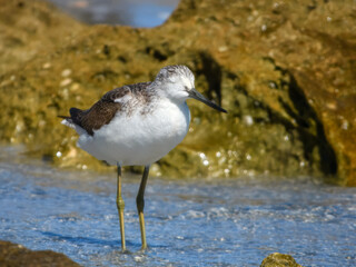 Common Greenshank (Tringa nebularia) in Australia