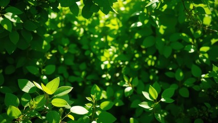 A vibrant display of green leaves with varying shades of green, illuminated by sunlight, creating a natural and organic texture.