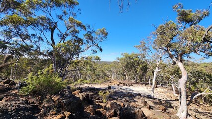 Dryandra Woodland in Western Australia