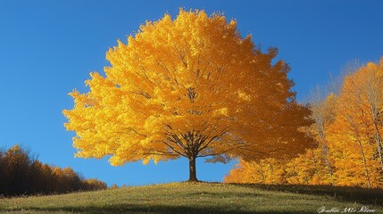Fototapeta premium Golden Maple Tree Stands Tall In Autumn Landscape