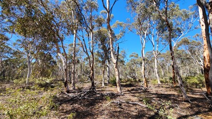 Dryandra Woodland in Western Australia