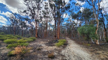 Dryandra Woodland in Western Australia