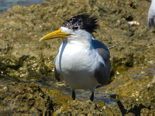 Great Crested Tern (Sterna bergii) in Australia