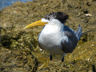 Great Crested Tern (Sterna bergii) in Australia