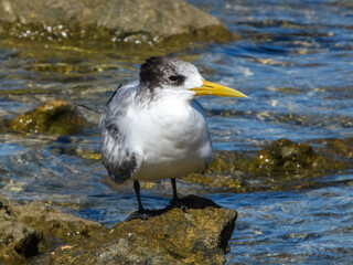 Great Crested Tern (Sterna bergii) in Australia