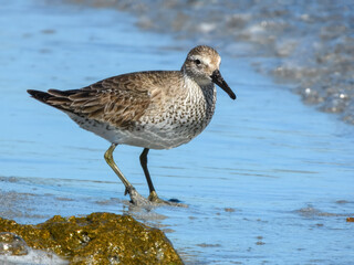 Great Knot (Calidris tenuirostris) in Australia