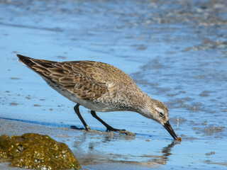 Great Knot (Calidris tenuirostris) in Australia