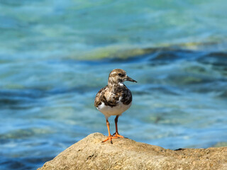 Ruddy Turnstone (Arenaria interpres) in Australia