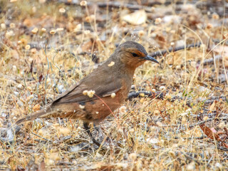 Rufous Treecreeper (Climacteris rufus) in Australia