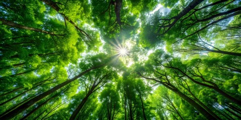 Dense foliage and towering trees form a lush canopy overhead, filtering sunlight to create dappled patterns on the forest floor, leaves, nature