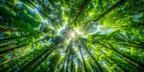 Dense foliage and towering trees form a lush canopy overhead, filtering sunlight to create dappled patterns on the forest floor, leaves, nature