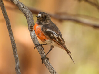 Scarlet Robin (Petroica boodang) in Australia