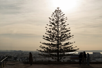 Arbre à contre-jour