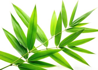 Fototapeta premium High-resolution aerial drone shot of lush green bamboo leaves, isolated on a white background. Perfect for stock photography.