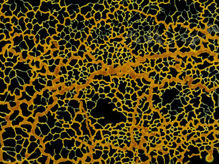 P1050013 orange slime mold plasmodium, Badhamia utricularis, on glass, cECP 2025