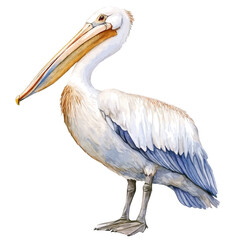 A watercolor vector painting of a Pelican, isolated on a white background. Pelican vector.

