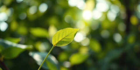 Obraz premium A single leaf illuminated by the sun's rays, showcasing the delicate detail and vibrant green hue of nature's beauty