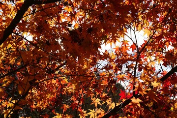 静寂を彩るモミジの紅葉