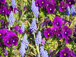 春の花　ムスカリとパンジーの花壇