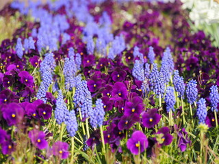 Naklejka premium 春の花 ムスカリとパンジーの花壇