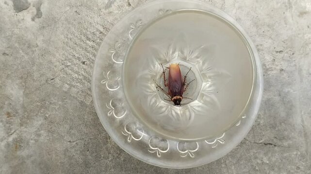 cockroach that got into a glass of drinking water