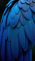 Fototapeta premium Deep cobalt blue parrot feathers, intricate detail, rich color, fine detail