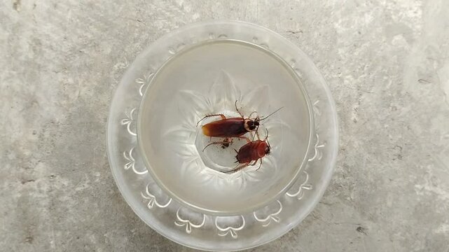 two cockroach that got into the glass