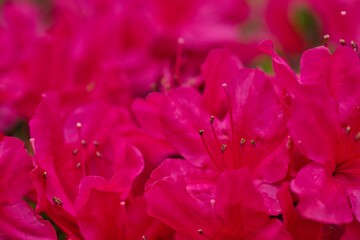 真っ赤なツツジのクローズアップ