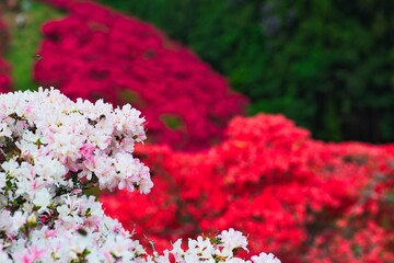 満開の桃色のツツジ