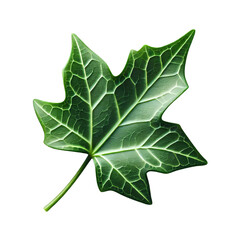 Lvy leaf isolated on transparent background