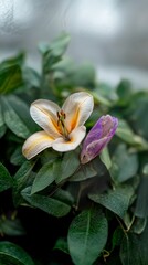 Obraz premium Pressed Lily Flower Purple Bud Green Leaves Nature Closeup Botanical Photography