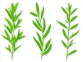 Fototapeta premium Fresh Collection of Tarragon Herbs in Green Aromatic Display