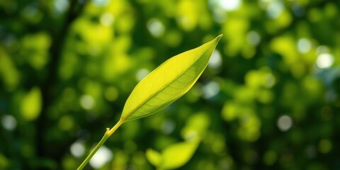 Fototapeta premium A Single Leaf Illuminated by Sunlight Against a Softly Blurred Background of Lush Green Foliage